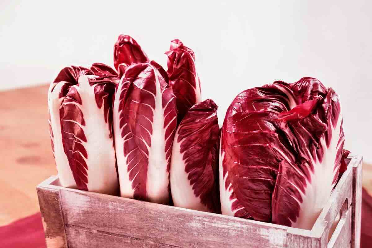 Radicchio